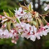 「佐久の季節便り」、葉が出始めた「十月桜」が、氷雨に濡れて…。