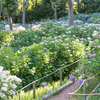 ［新緑の万博記念公園］あじさいの森