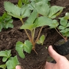イチゴ定植開始