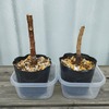 調子の悪かったフィカス2品種を短く切って、さらに鉢下げして様子を見ます。棒状態ですが、ちゃんと回復するでしょうか？