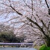 備中川面の満開の桜並木と、第2高梁川橋りょうを渡るスーパーやくも色の381系を撮る！