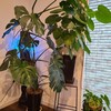 植物がある生活