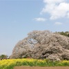 千葉：吉高の大桜へ（手賀沼CR～花見川CR～印旗沼CR）