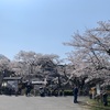 篠山の桜も満開🌸🌸🌸