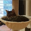 猫ベッドの準備