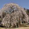 【笠間市】金剛寺の枝垂れ桜・・