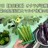 6月29日　【家庭菜園】オクラが収穫開始！夏野菜の成長記録とマルチ作業の効率化