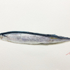 秋刀魚を透明水彩で描く！