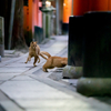 関西あたりのねこさん