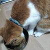 ６日目 猫も温かい料理がお好き