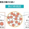 筋肉の特性、遅筋と速筋