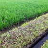 今朝の田んぼと体調不良からの復帰
