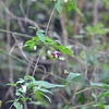 タカネハンショウヅル　　　白花は白無垢！