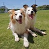 貸切ランLADF🐶🐶