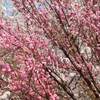 目黒川 幻想的な冬の桜 ピンク イルミネーション ２０２２年 期間 点灯時間はいつまで？