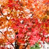 街路樹の紅葉