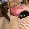 親んち掃除と猫の拉致