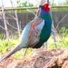 神原町に飛来した鳥　　鳴き声を発したキジの神原君