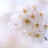 千鳥ヶ淵緑道を歩いて～写真散歩～満開の桜　2022年３月