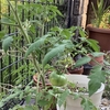畑でもない地植えでトマト育つ？