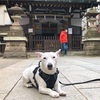 あっちの恵比寿神社