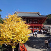 鎌倉散歩、鶴岡八幡宮へ行ってきました。