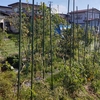 夏野菜の整理
