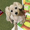 いとしい愛犬