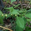 Carpesium abrotanoides　ヤブタバコ