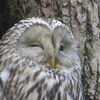野幌森林公園！2　エゾフクロウが居る場所はどこ？