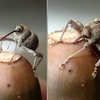 ドングリの虫の正体。今回はコナラシギゾウムシ。