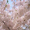 桜、あと何回見れるかな＼(^o^)／