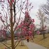 桜満開の信州２