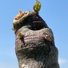 アデニアグラウカxスピノーサ交配種の植替え