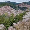 吉野山の千本桜を見てきた