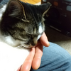 猫の日は過ぎ、猫達に感謝