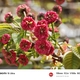 深紅から薄紅「尾山神社菊桜」