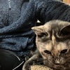 冬を先取り！