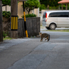 八重山諸島のねこさん