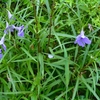 普段目に出来ない野の花たち