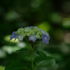 アジサイ：紫陽花
