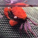 レッドデビルクラブの紹介 ザリガニ 甲殻類 有尾類の世界