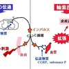 カルシトニン遺伝子関連ペプチド