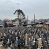今年も桜の季節