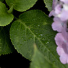 梅雨空の植物達