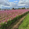 ひまわりの丘公園でコスモスみてきました🎶