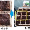 家庭菜園_マンションで小カブを育ててみる（3/31発芽）