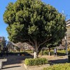 12/10(火)　今日は、訪問リハの日、３時半からは、訪問歯医者「パール歯科」、レントゲンを撮ってから、抜歯かな？血液サラサラの薬は、止めなくても大丈夫！と主治医に言われた！