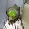 今週の🐦もぐまめ 43 #インコ