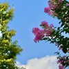 一輪の花とともに始める朝｜社労士の視点で伝える日々のこと